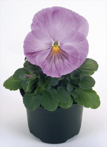 Foto fiore da  Vaso e aiola Viola wittrockiana Inspire® Lavender Pink