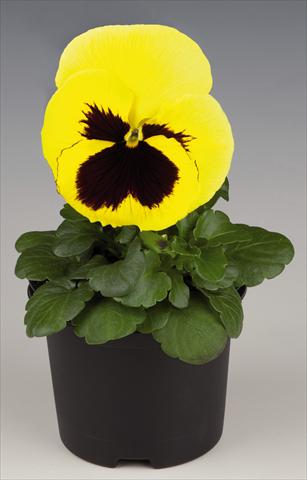 Foto fiore da  Vaso e aiola Viola wittrockiana Inspire® Lemon with Blotch