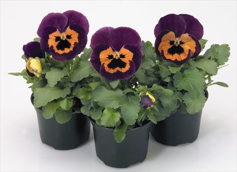 Foto fiore da  Vaso e aiola Viola wittrockiana Inspire® Purple and Orange