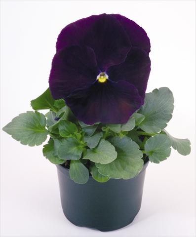 Foto fiore da  Vaso e aiola Viola wittrockiana Inspire® Purple