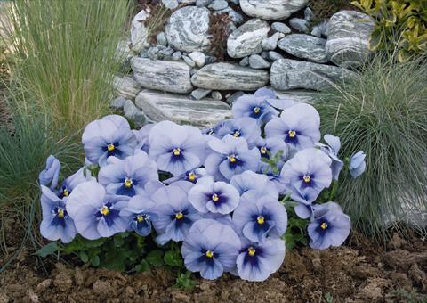 Foto fiore da  Vaso e aiola Viola wittrockiana Inspire® Silver Blue with Blotch