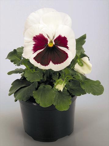 Foto fiore da  Vaso e aiola Viola wittrockiana Inspire® White with Red Blotch