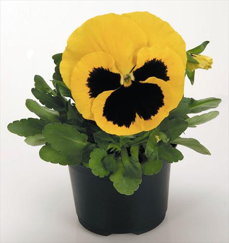 Foto fiore da  Vaso e aiola Viola wittrockiana Inspire® Yellow with Blotch