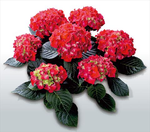 photo of flower to be used as: Pot and bedding Hydrangea macrophylla Saxon© Bastei