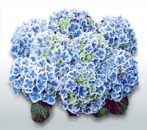 photo of flower to be used as: Pot and bedding Hydrangea macrophylla Bavaria©