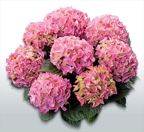 photo of flower to be used as: Pot and bedding Hydrangea macrophylla Early Blue Rosa©