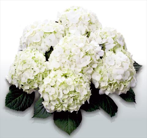 Foto fiore da  Vaso e aiola Hydrangea macrophylla First White©