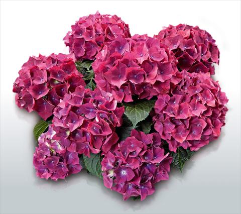 photo of flower to be used as: Pot and bedding Hydrangea macrophylla Hot Red Lila©