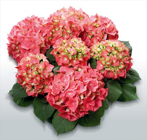 photo of flower to be used as: Pot and bedding Hydrangea macrophylla Saxon© Moritzburg