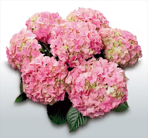 photo of flower to be used as: Pot and bedding Hydrangea macrophylla Stephanie©