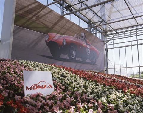 photo of flower to be used as: Pot and bedding Begonia semperflorens Monza F1