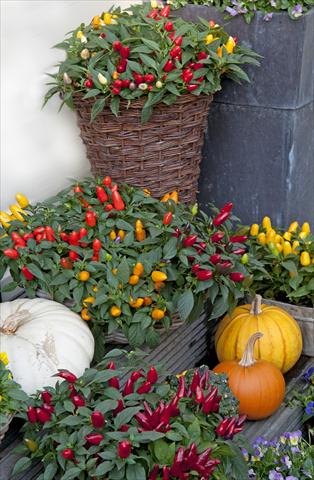 photo of flower to be used as: Pot and bedding Capsicum annuum Cubana Mixture F1