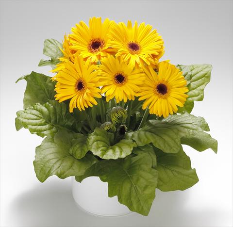 Foto fiore da  Vaso Gerbera jamesonii Royal Golden Yellow F1