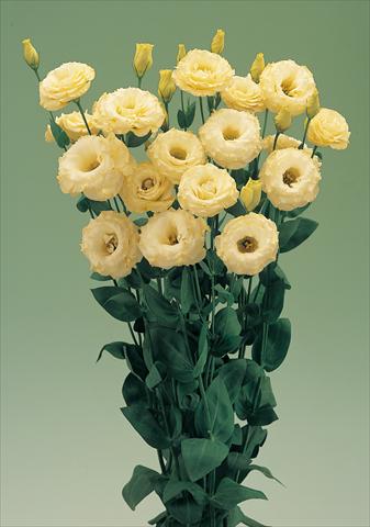 Foto fiore da    Lisianthus (Eustoma grandiflorum) Arena Gold F1