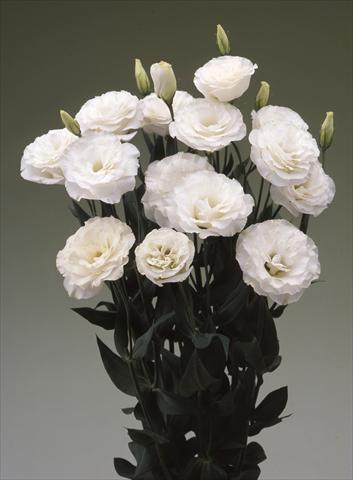 photo of flower to be used as:   Lisianthus (Eustoma grandiflorum) Arena Kilimajaro F1