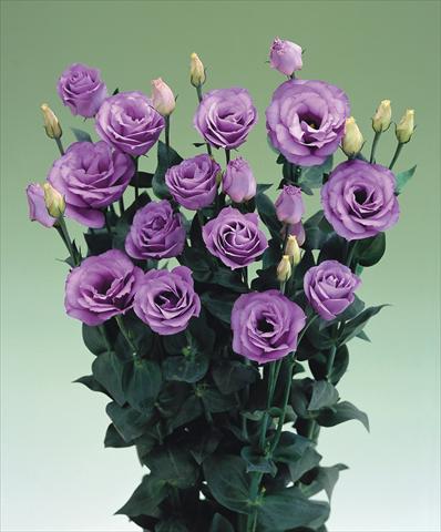 Foto fiore da    Lisianthus (Eustoma grandiflorum) Croma Lavender F1