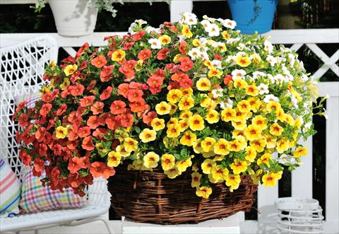 photo of flower to be used as: Pot, patio, basket 3 Combo RED FOX Confetti Garden Hawaiian Fruit Bowl