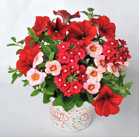 Foto fiore da  Vaso, balcone, basket 3 Combo RED FOX Confetti Garden Rockin Red