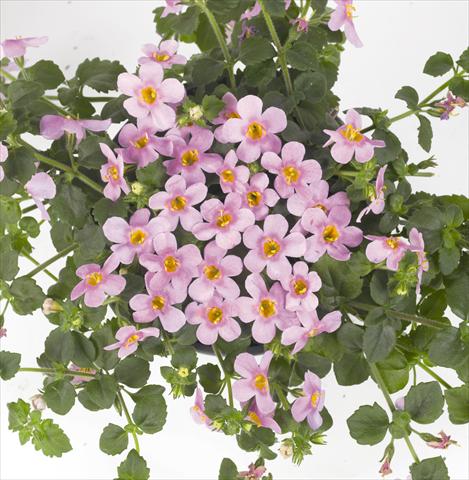 Foto fiore da  Vaso, balcone, basket Bacopa (Sutera cordata) RED FOX Bahia Pink Halo