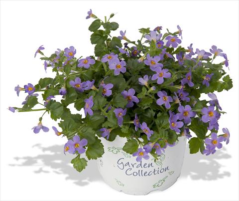 photo of flower to be used as: Pot, patio, basket Bacopa (Sutera cordata) RED FOX Bahia Purple Sand