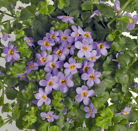 Foto fiore da  Vaso, balcone, basket Bacopa (Sutera cordata) RED FOX Bahia Sky Blue