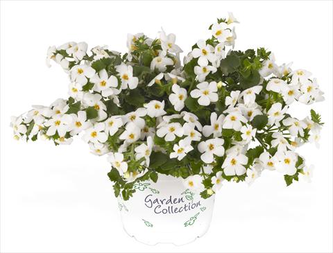 Foto fiore da  Vaso, balcone, basket Bacopa (Sutera cordata) RED FOX Bahia White Sand