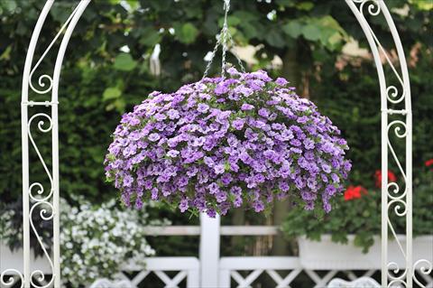 Foto fiore da  Vaso, aiuola, balcone, basket Calibrachoa RED FOX Aloha® Double Lavender