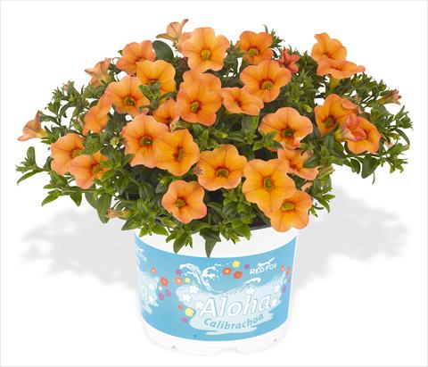 Foto fiore da  Vaso, aiuola, balcone, basket Calibrachoa RED FOX Aloha® Kona Mango