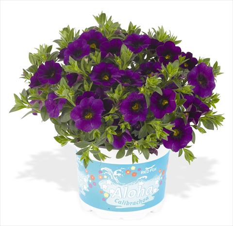 Foto fiore da  Vaso, aiuola, balcone, basket Calibrachoa RED FOX Aloha® Kona Midnight Blue