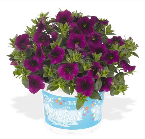 Foto fiore da  Vaso, aiuola, balcone, basket Calibrachoa RED FOX Aloha® Kona Midnight Purple