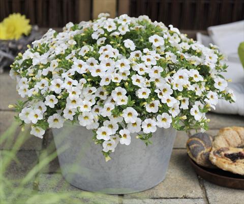 photo of flower to be used as: Pot, bedding, patio, basket Calibrachoa RED FOX Aloha® Kona Milk and Honey