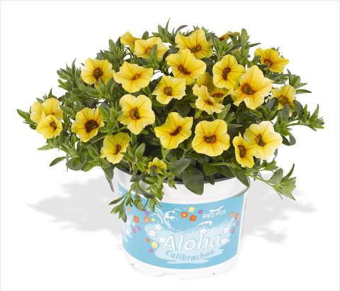 Foto fiore da  Vaso, aiuola, balcone, basket Calibrachoa RED FOX Aloha® Kona Pineapple