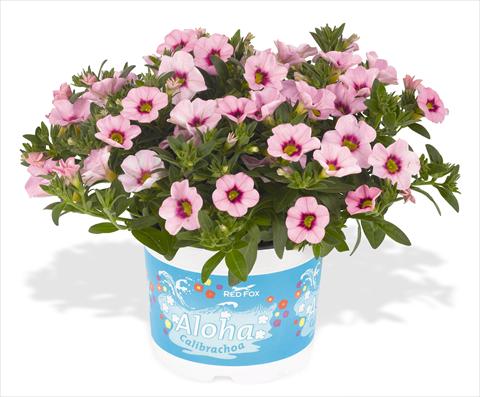 Foto fiore da  Vaso, aiuola, balcone, basket Calibrachoa RED FOX Aloha® Kona Tiki Soft Pink