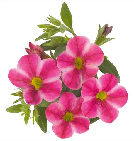 Foto fiore da  Vaso, aiuola, balcone, basket Calibrachoa RED FOX Aloha® Neon Volcano