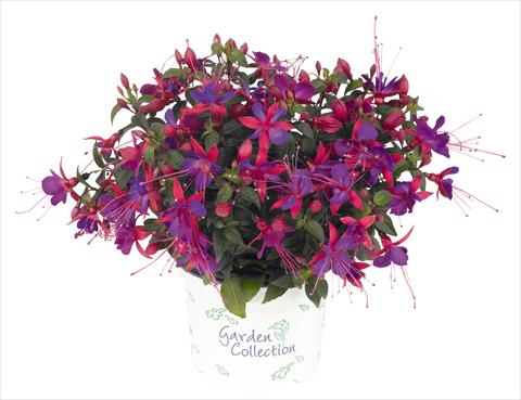 photo of flower to be used as: Pot Fuchsia RED FOX Arêtes Upright Barcelona