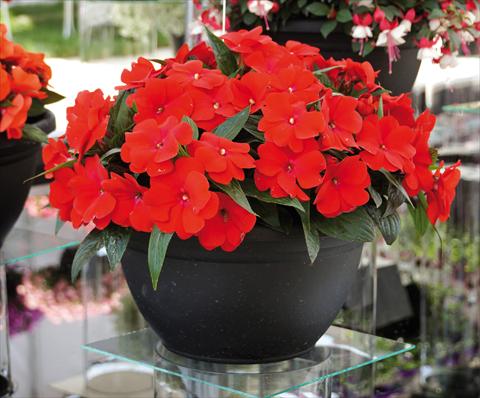 Foto fiore da  Vaso, aiuola, balcone, basket Impatiens N. Guinea RED FOX Magnum Dark Red