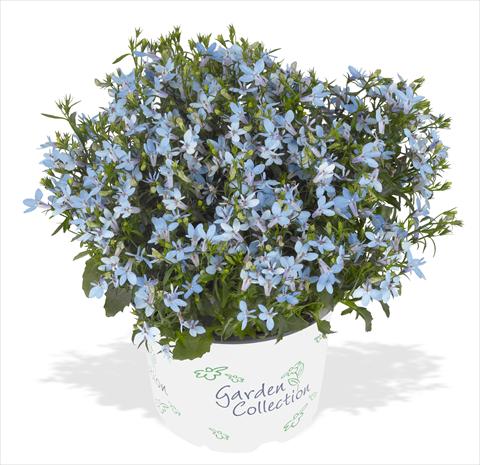 Foto fiore da  Vaso, aiuola, balcone, basket Lobelia RED FOX Bella Aqua