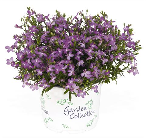 photo of flower to be used as: Pot, bedding, patio, basket Lobelia RED FOX Bella Rosa