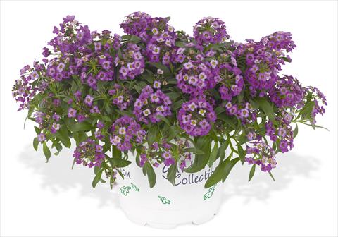 photo of flower to be used as: Pot and bedding Lobularia maritima Lavender Stream