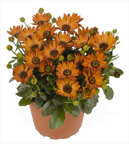 Foto fiore da  Vaso e aiola Osteospermum RED FOX Summertime® Toffee