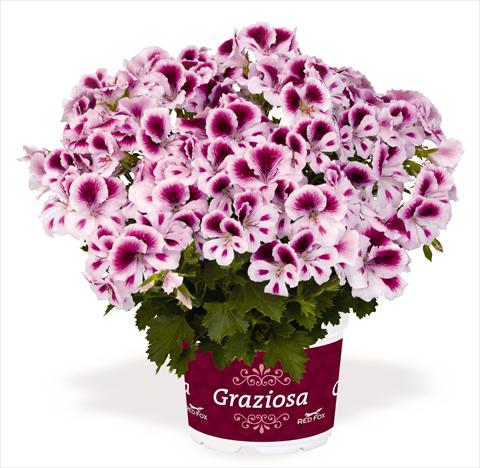 photo of flower to be used as: Patio, pot Pelargonium interspec. RED FOX Graziosa Royal White