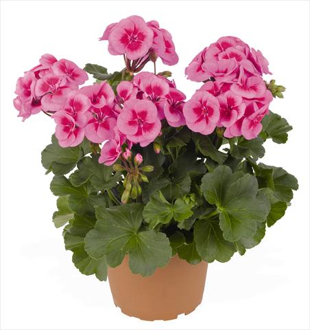 Foto fiore da  Balcone, vaso Pelargonium interspec. RED FOX Sarita Lilac Splash