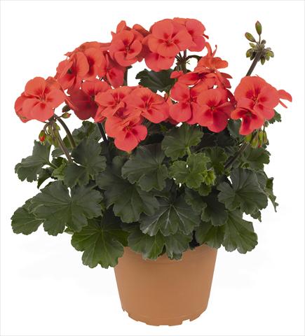 photo of flower to be used as: Patio, pot Pelargonium interspec. RED FOX Sarita Wild Salmon