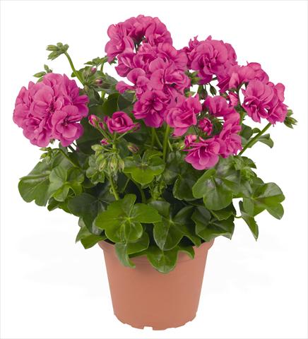 Foto fiore da  Vaso, balcone, basket Pelargonium peltatum RED FOX Great Balls of Fire Blue