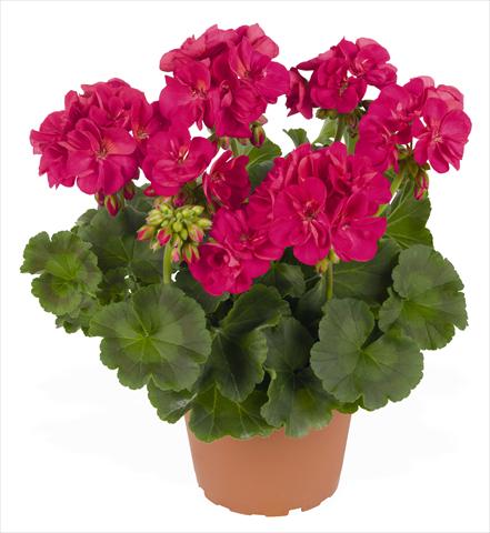 Foto fiore da  Vaso, aiuola, balcone Pelargonium zonale RED FOX Green Series Azulia