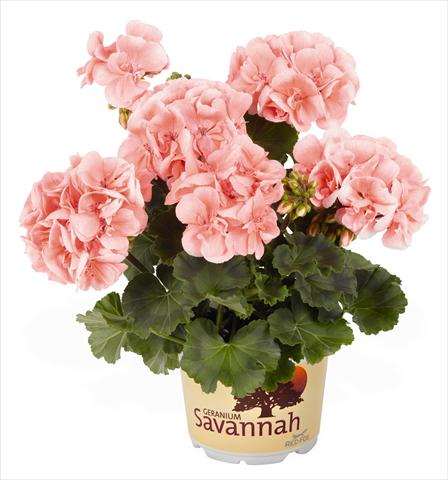 Foto fiore da  Vaso, aiuola, balcone Pelargonium zonale RED FOX Savannah Light Salmon