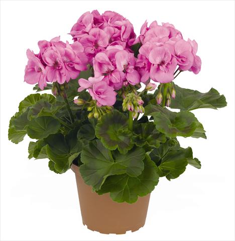 Foto fiore da  Vaso, aiuola, balcone Pelargonium zonale RED FOX Survivor Indigo Sky