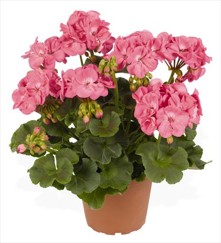 Foto fiore da  Vaso, aiuola, balcone Pelargonium zonale RED FOX Survivor Pink Passion