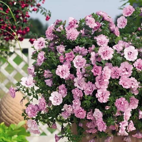 Foto fiore da  Vaso, aiuola, balcone, basket Petunia x hybrida RED FOX Double Surprise Soft Pink