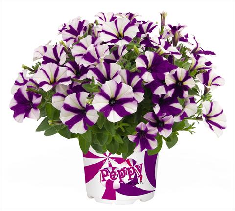 Foto fiore da  Vaso, aiuola, balcone, basket Petunia RED FOX Peppy Blue